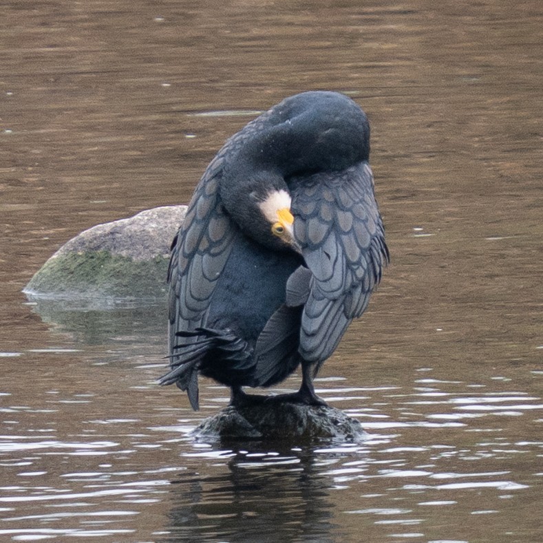 kormorán velký - ML647069062