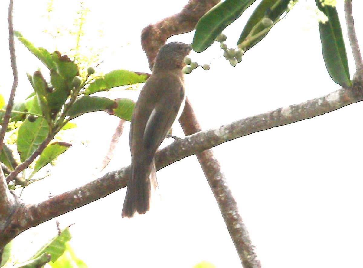 Philippine Bulbul - ML647069063