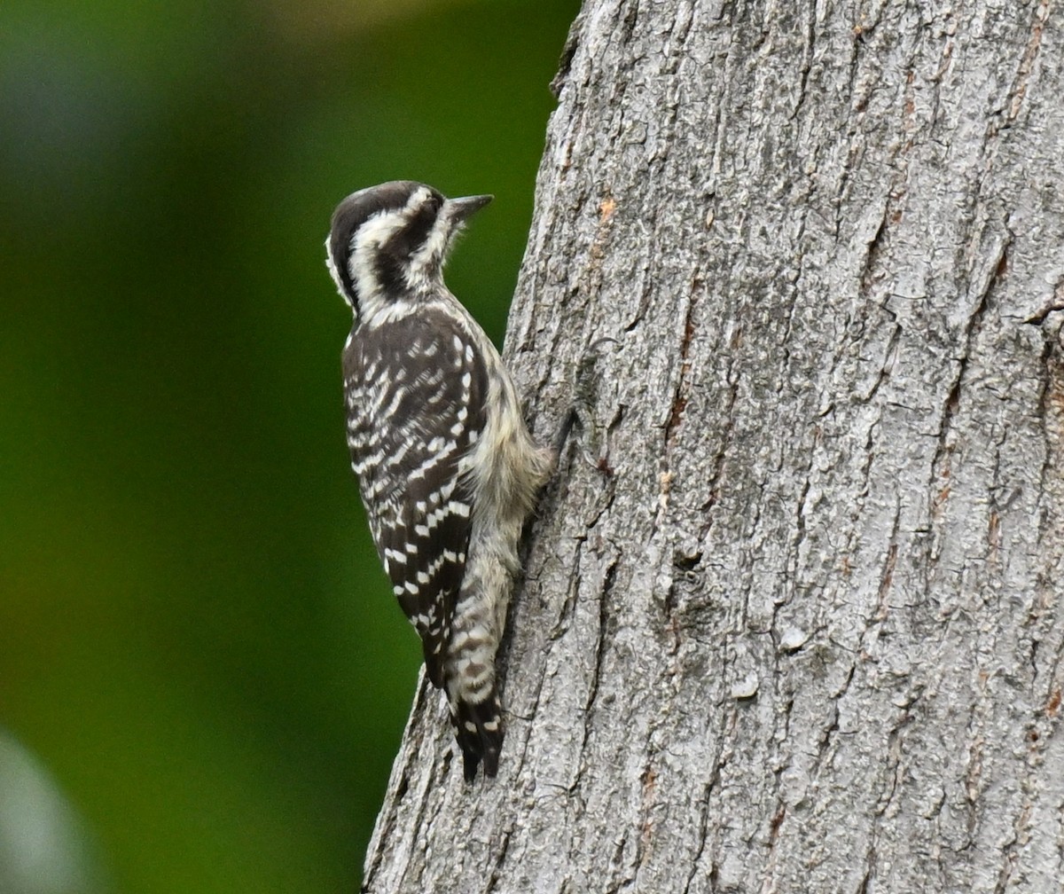 Sunda Pygmy Woodpecker - ML647069064