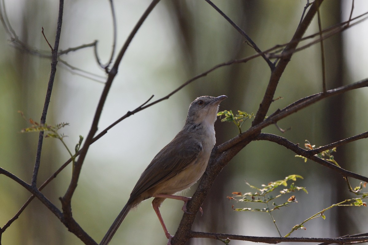 Jungle Prinia - ML647069065