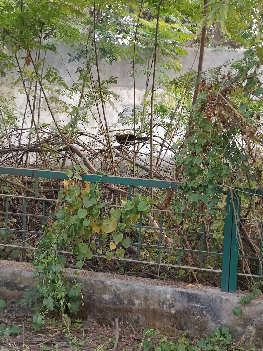 Greater Coucal - ML647069069