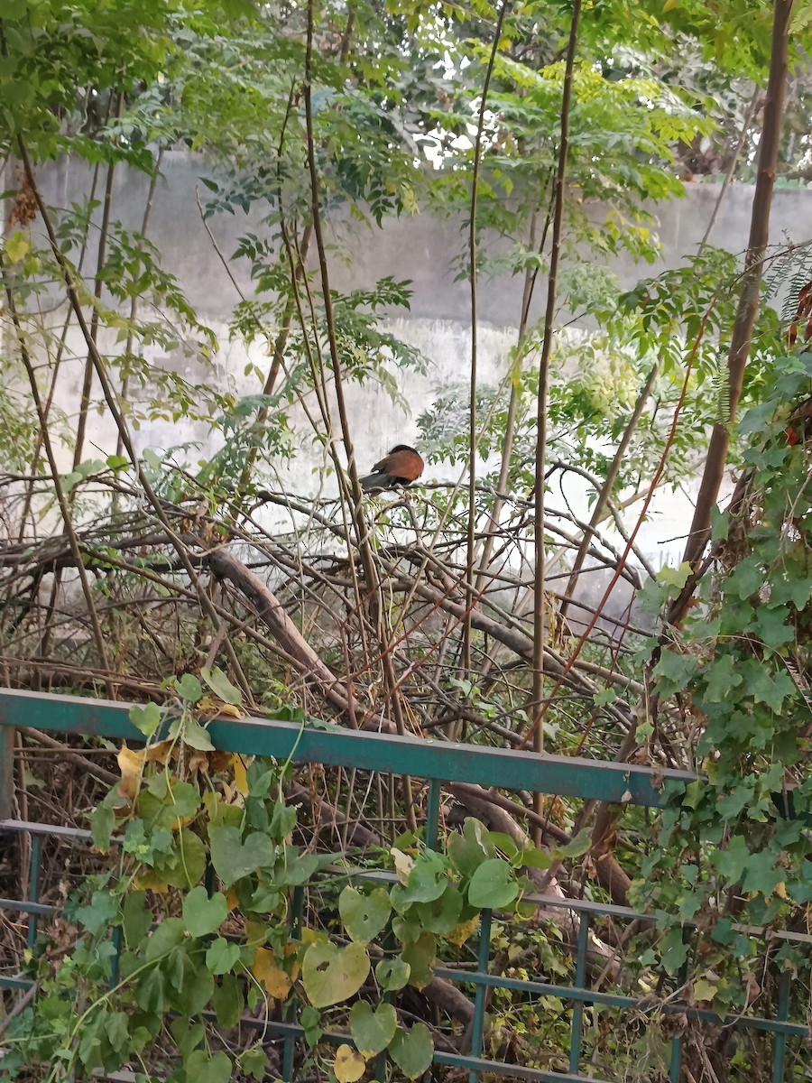 Greater Coucal - ML647069070