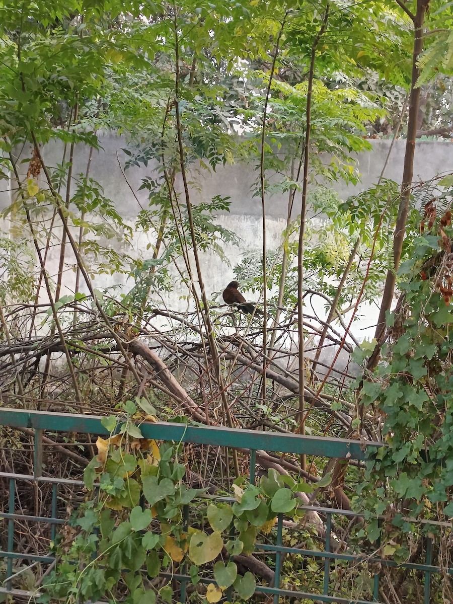 Greater Coucal - ML647069071