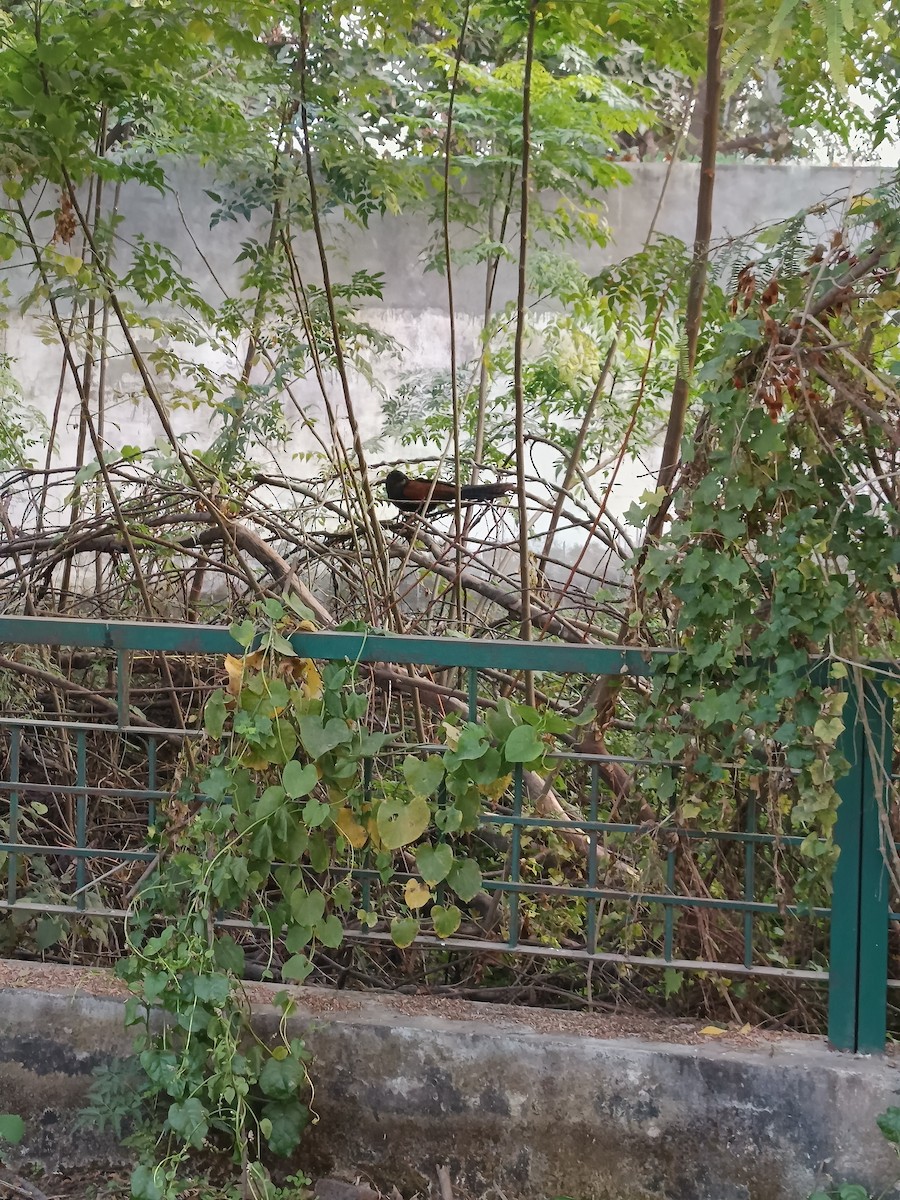 Greater Coucal - ML647069072