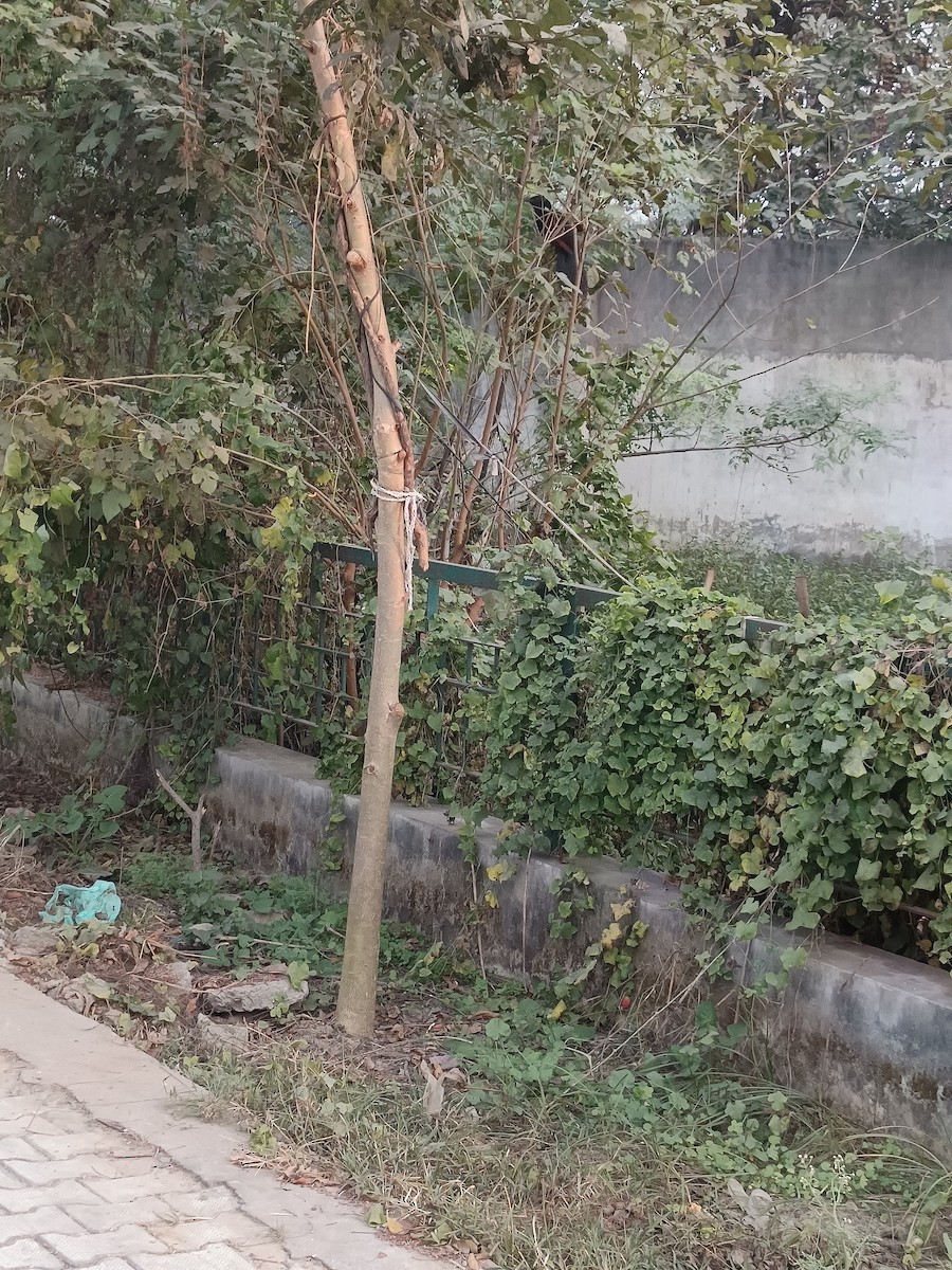 Greater Coucal - ML647069073