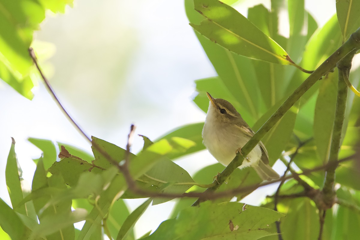Two-barred Warbler - ML647069081
