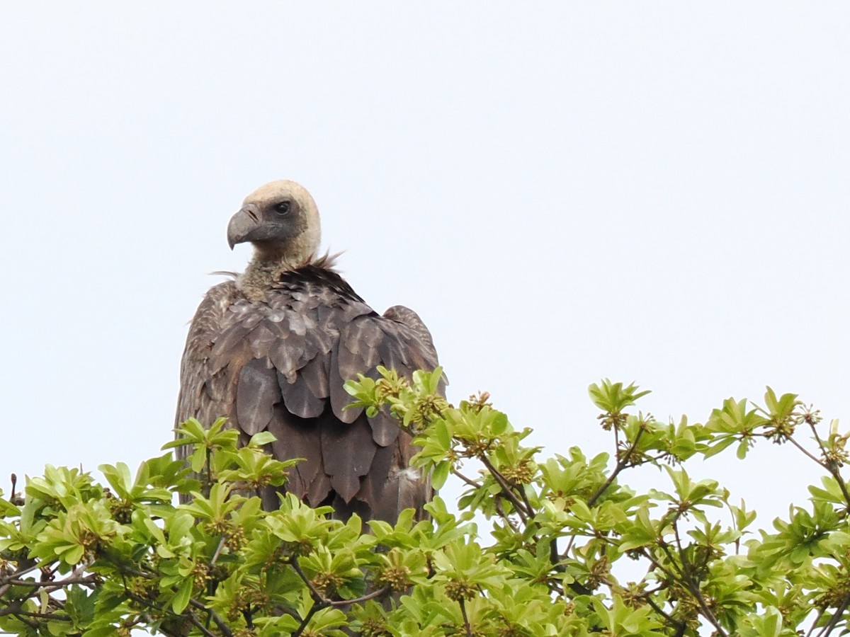 Buitre Dorsiblanco Africano - ML647069082