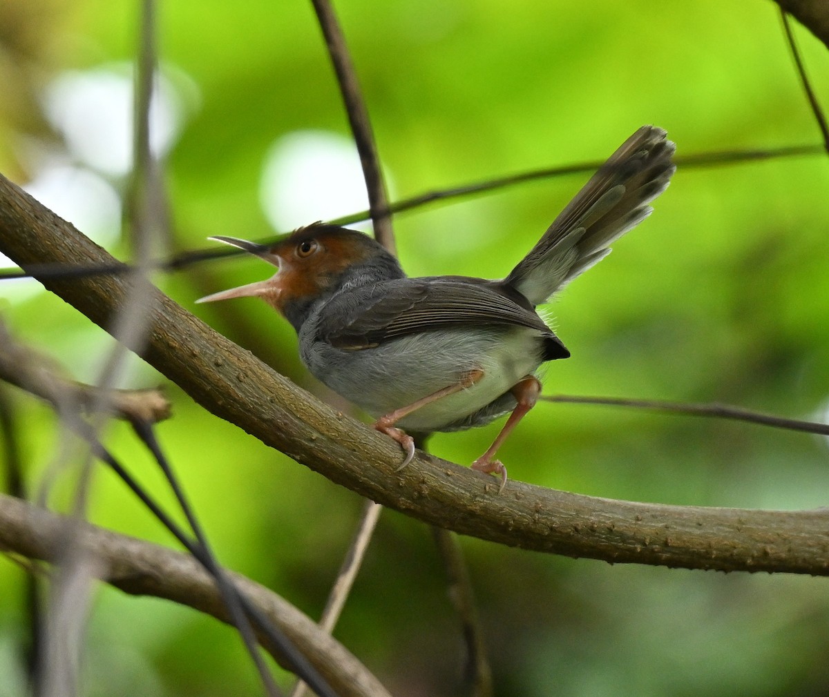 Ashy Tailorbird - ML647069084