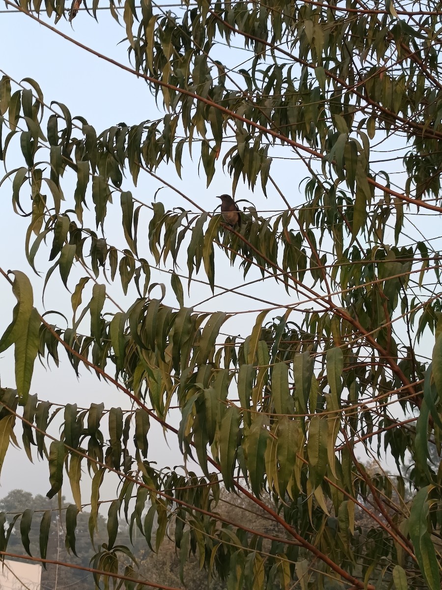 Oriental Magpie-Robin - ML647069086