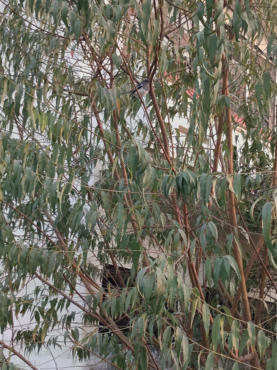 Oriental Magpie-Robin - ML647069088