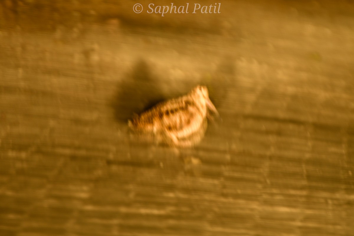 Eurasian Woodcock - ML647069089