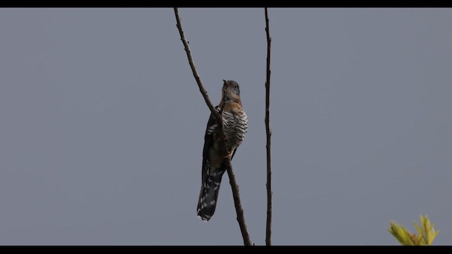 Red-chested Cuckoo - ML647069091