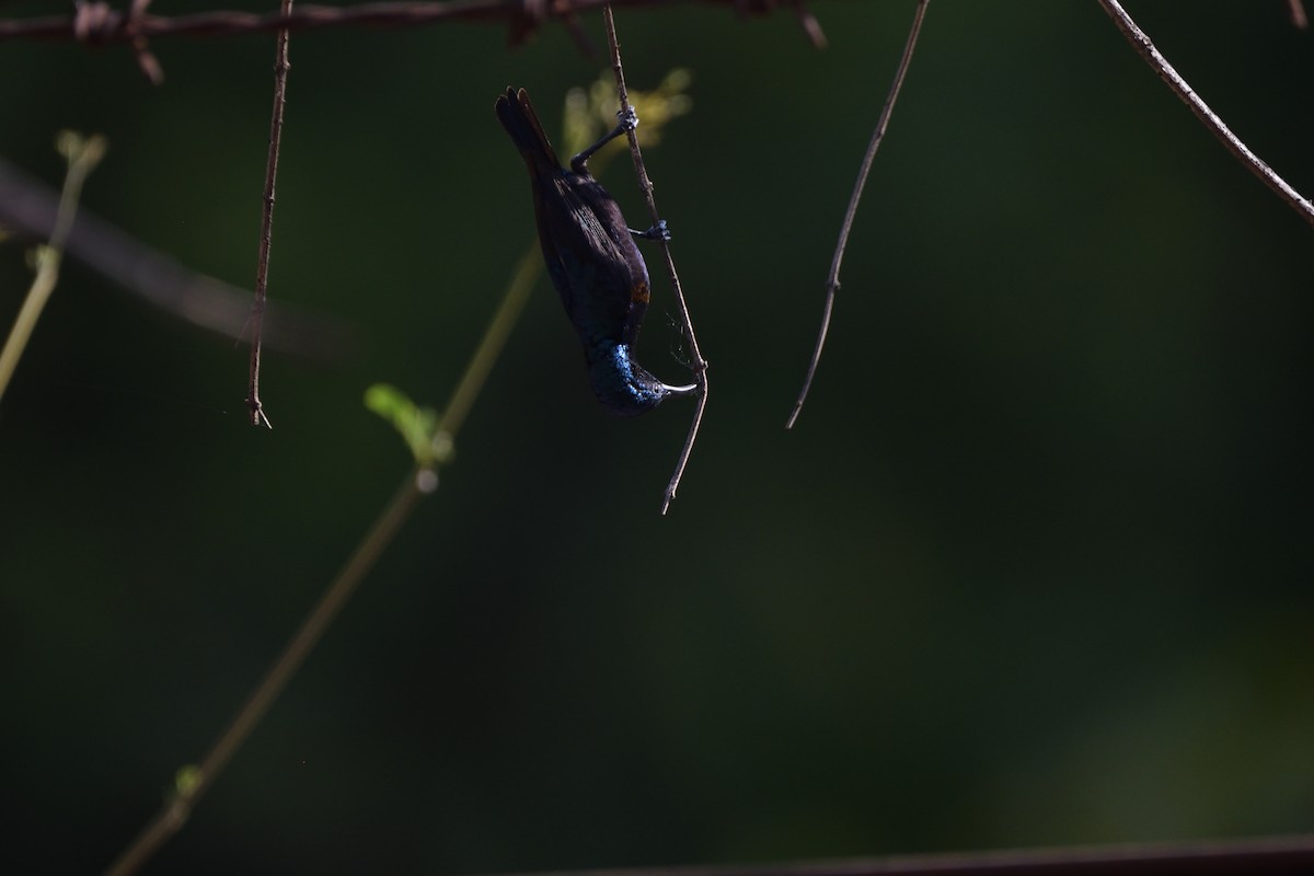 Purple Sunbird - ML647069093