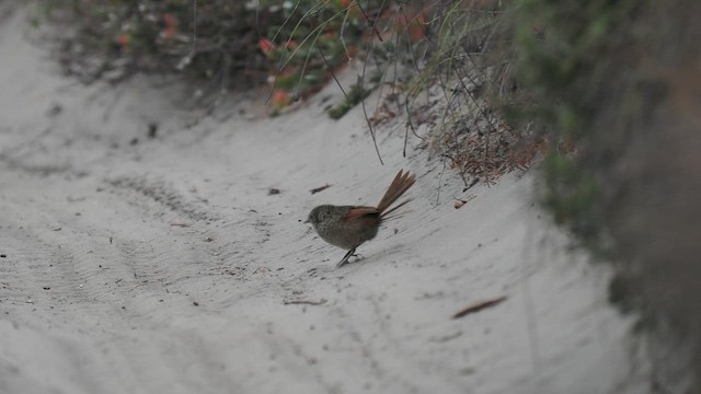 Western Bristlebird - ML647069096