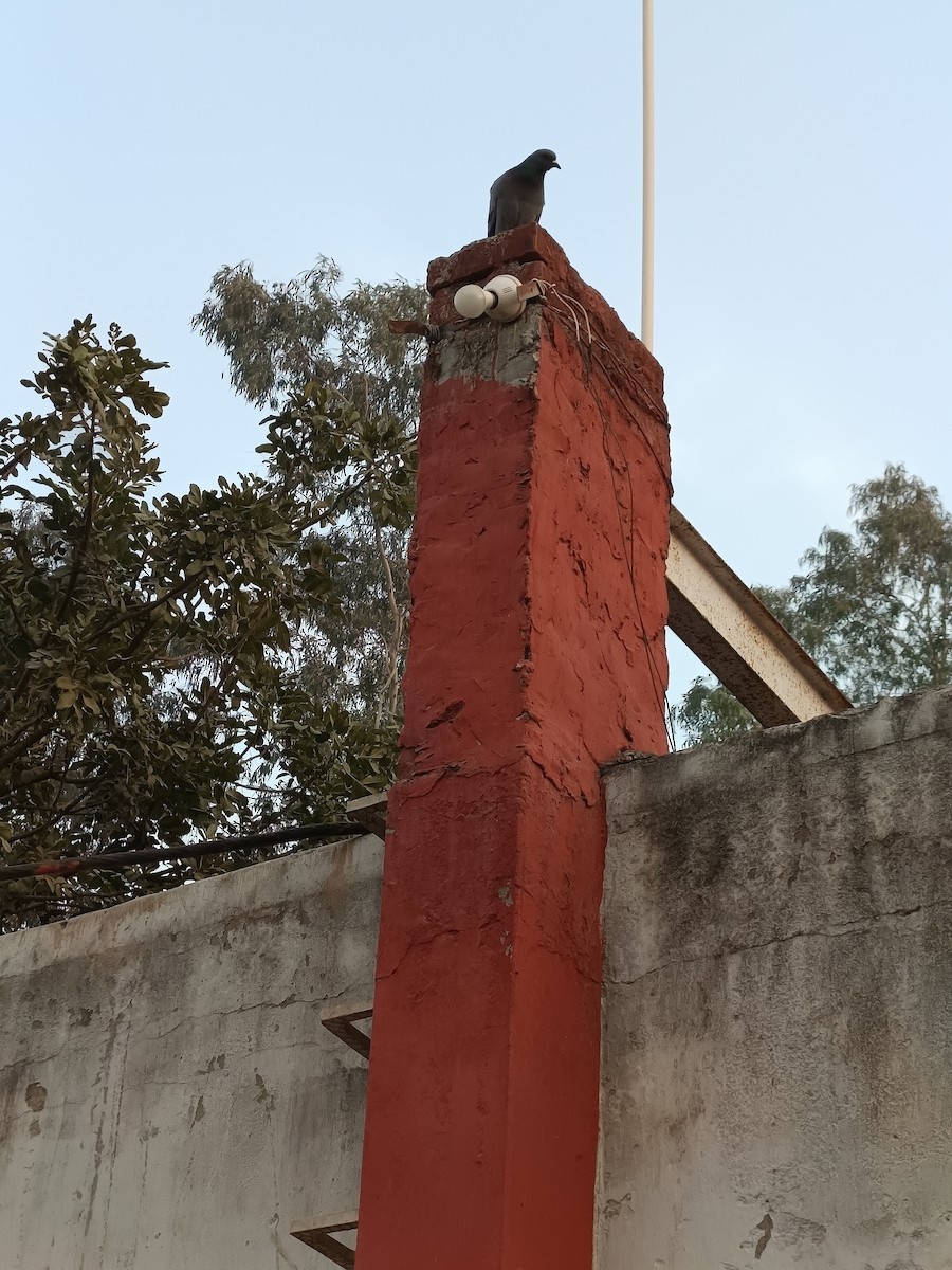 Kaya Güvercini (evcil tip) - ML647069103