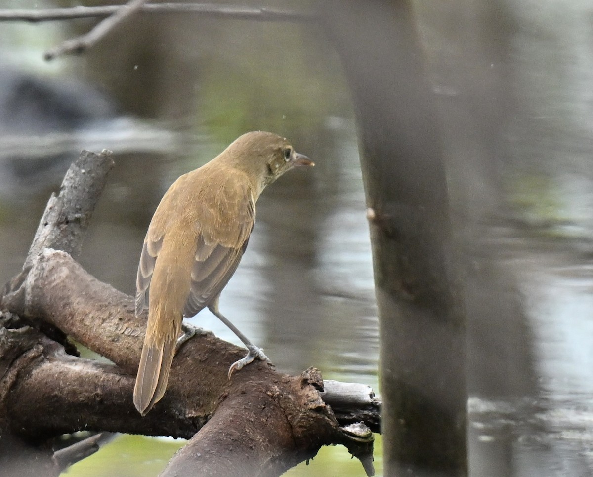 rákosník východní - ML647069116