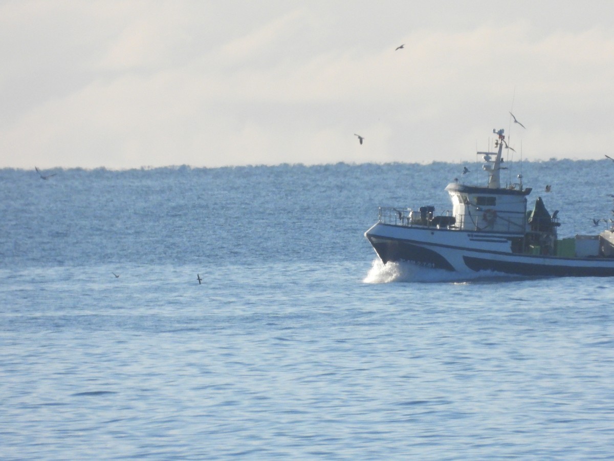 Balearic Shearwater - ML647069118