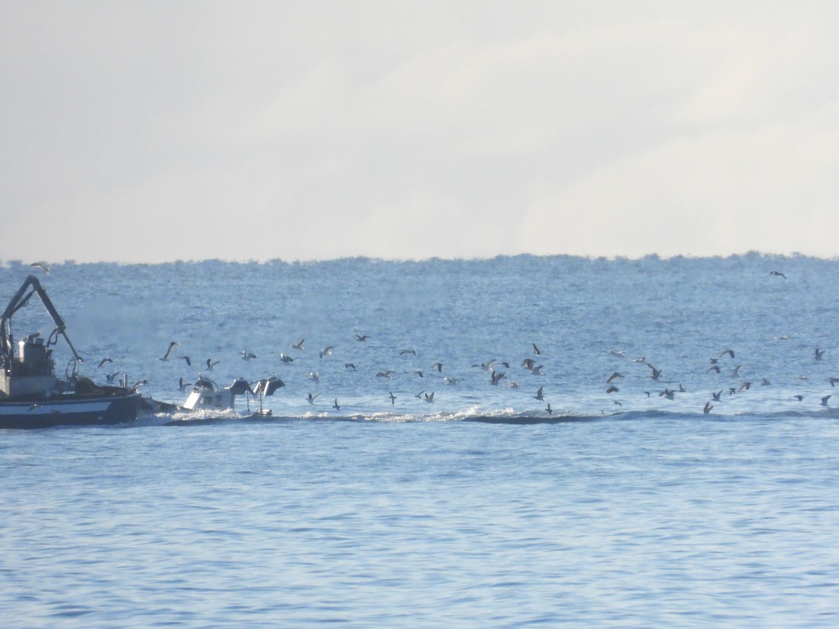 Balearic Shearwater - ML647069119