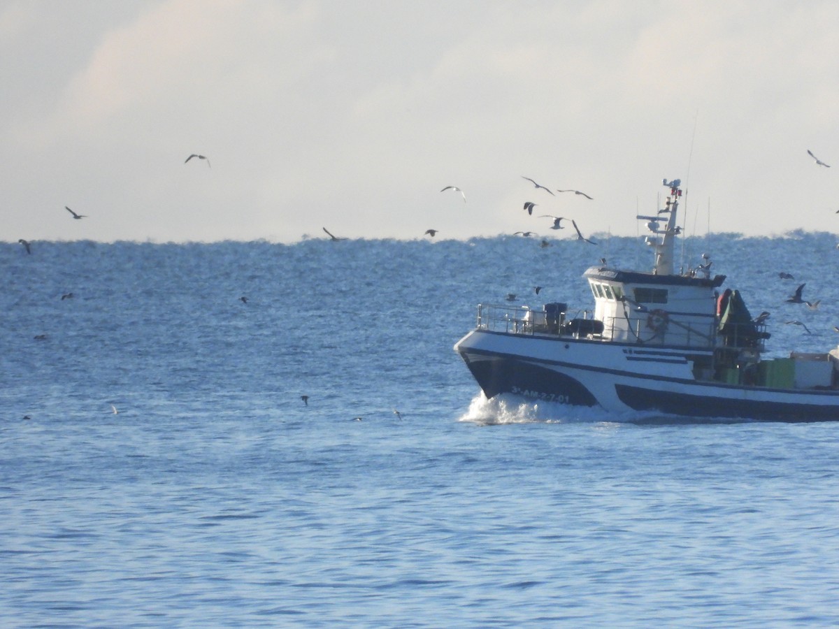 Balearic Shearwater - ML647069121