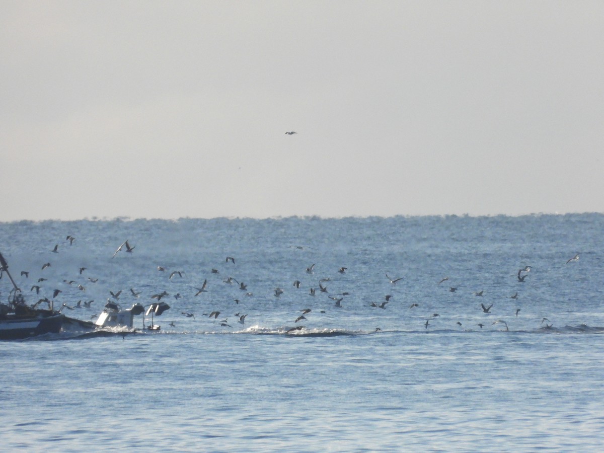 Balearic Shearwater - ML647069122