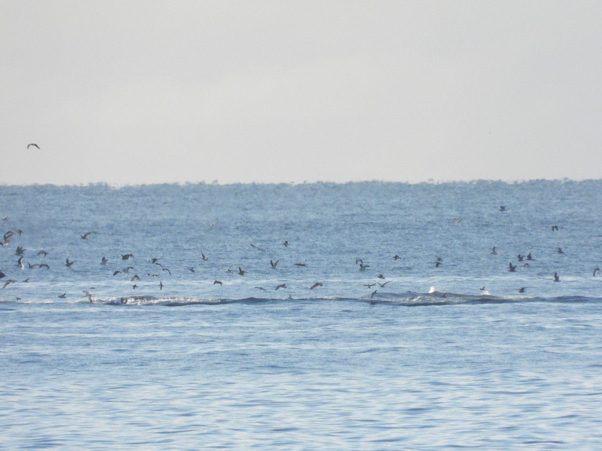 Balearic Shearwater - ML647069123