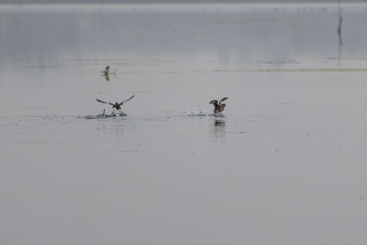 Little Grebe - ML647069132