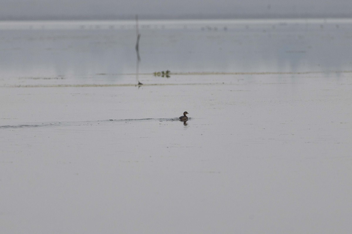 Little Grebe - ML647069133