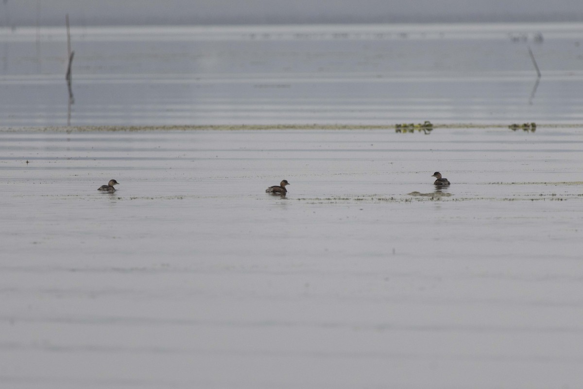 Little Grebe - ML647069134