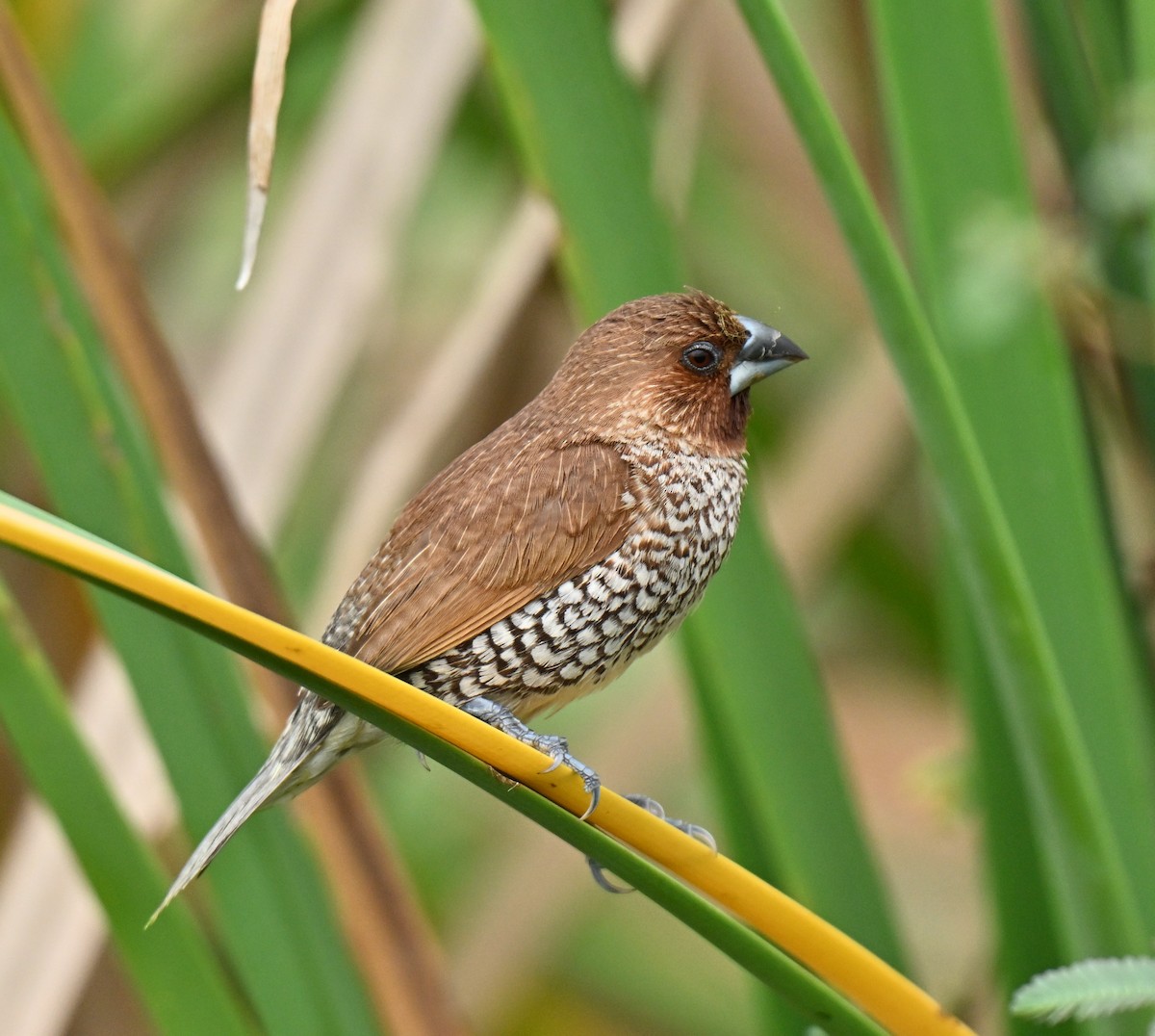 panenka muškátová - ML647069136