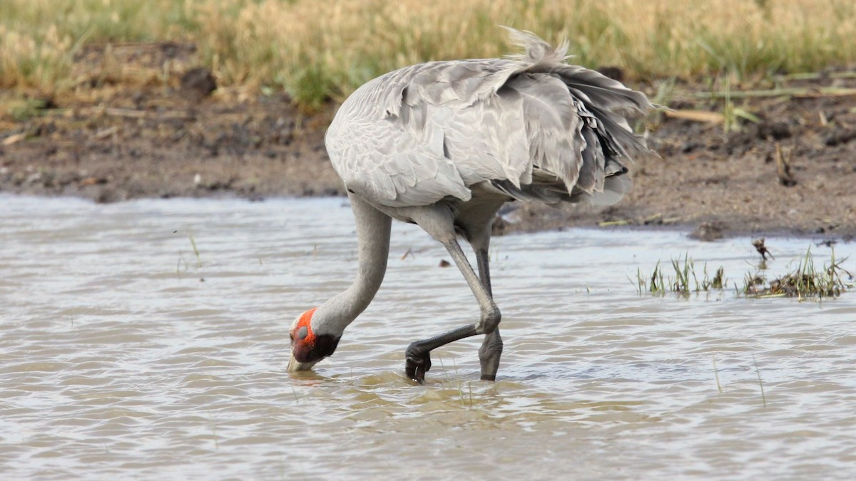Brolga - ML647069137