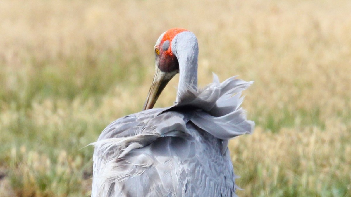 Brolga - ML647069138