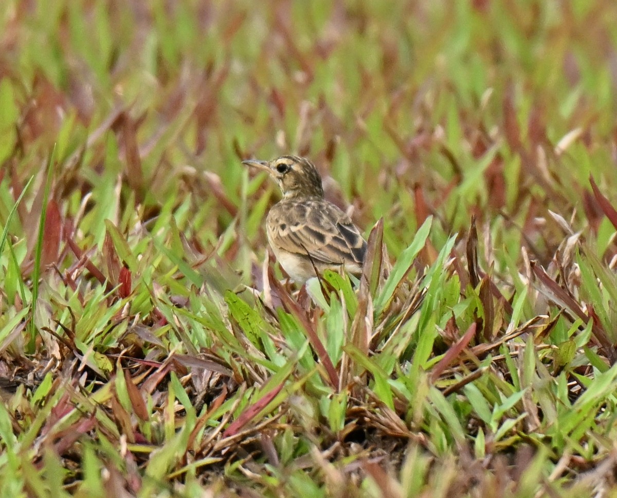 linduška rýžová - ML647069143