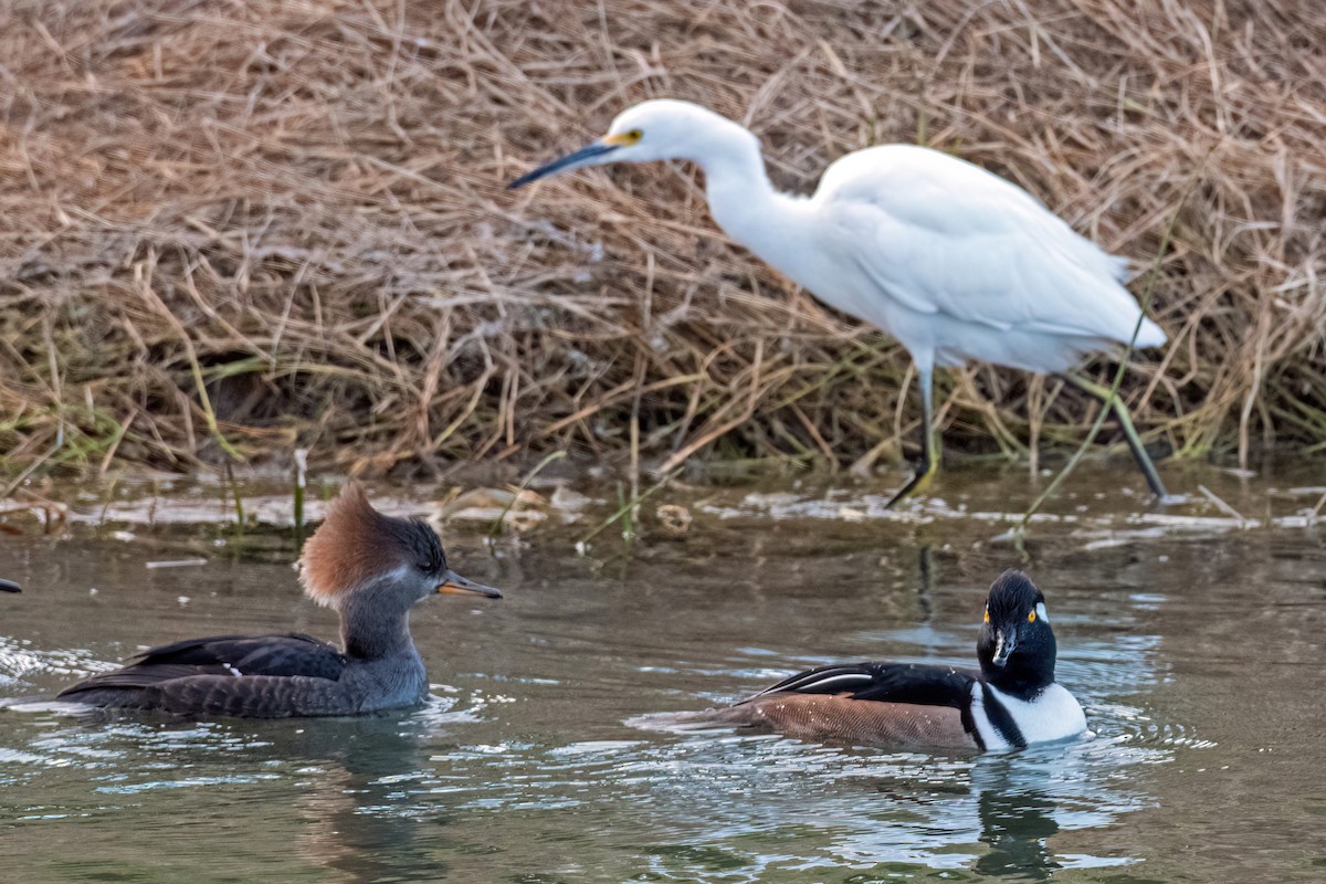 Snowy Egret - ML647069145