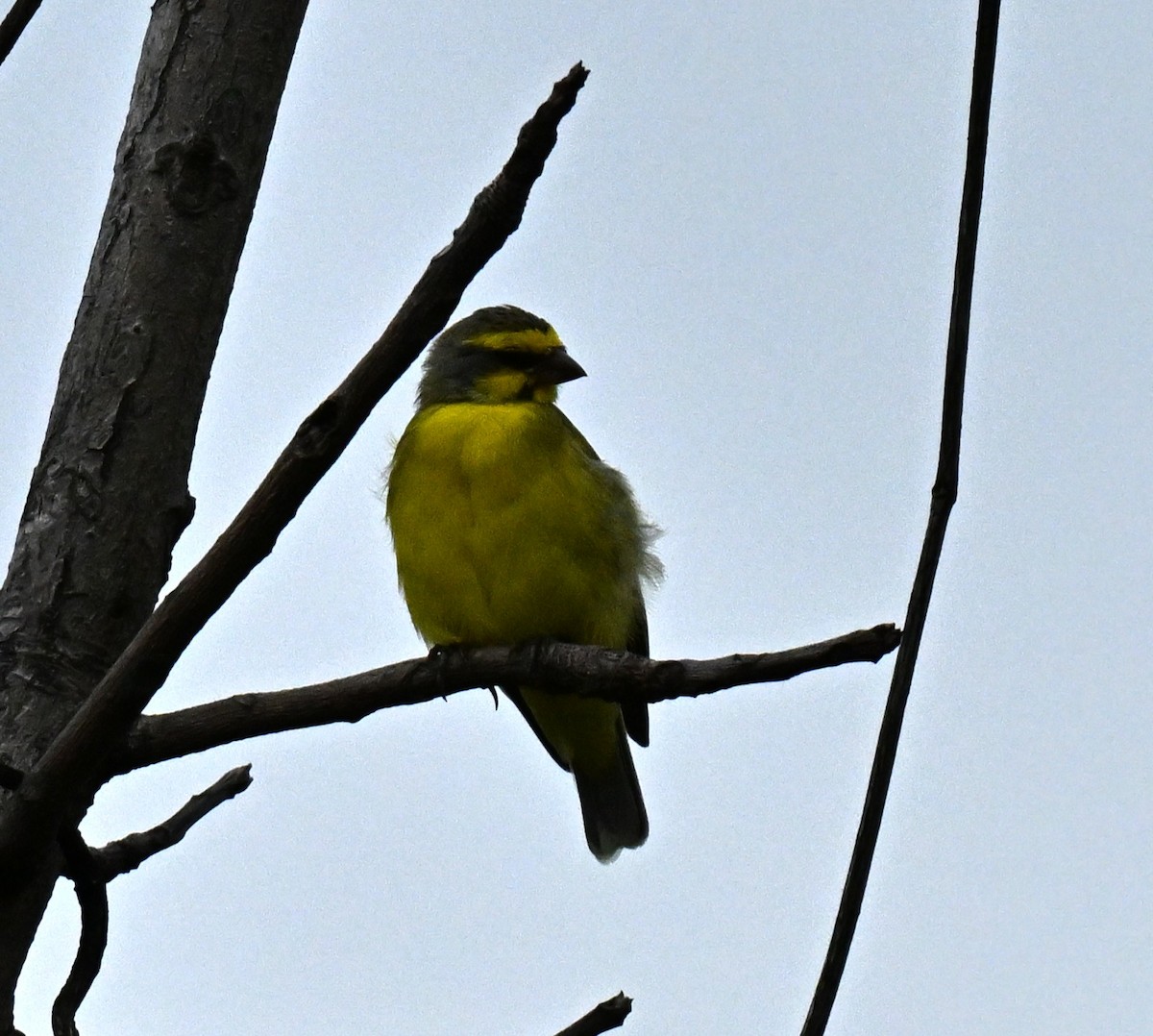 zvonohlík žlutočelý - ML647069149