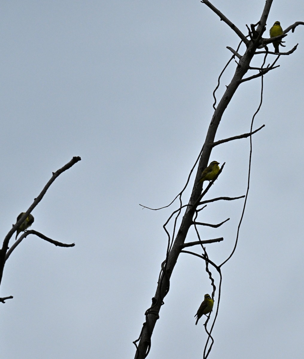 zvonohlík žlutočelý - ML647069150