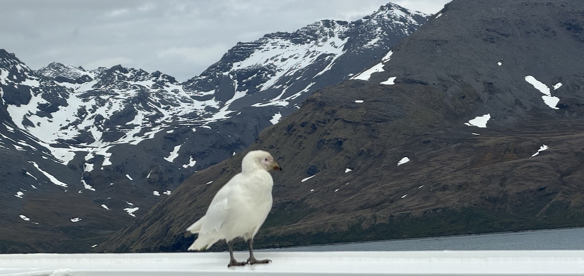 Snowy Sheathbill - ML647069152