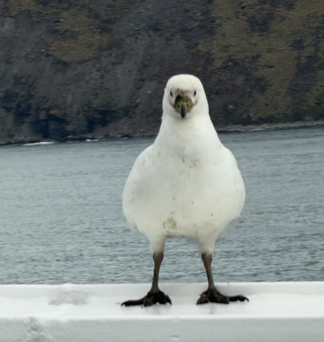Snowy Sheathbill - ML647069153