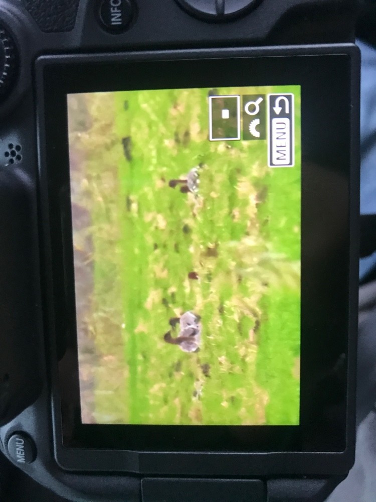 Oie à bec court - ML647069157