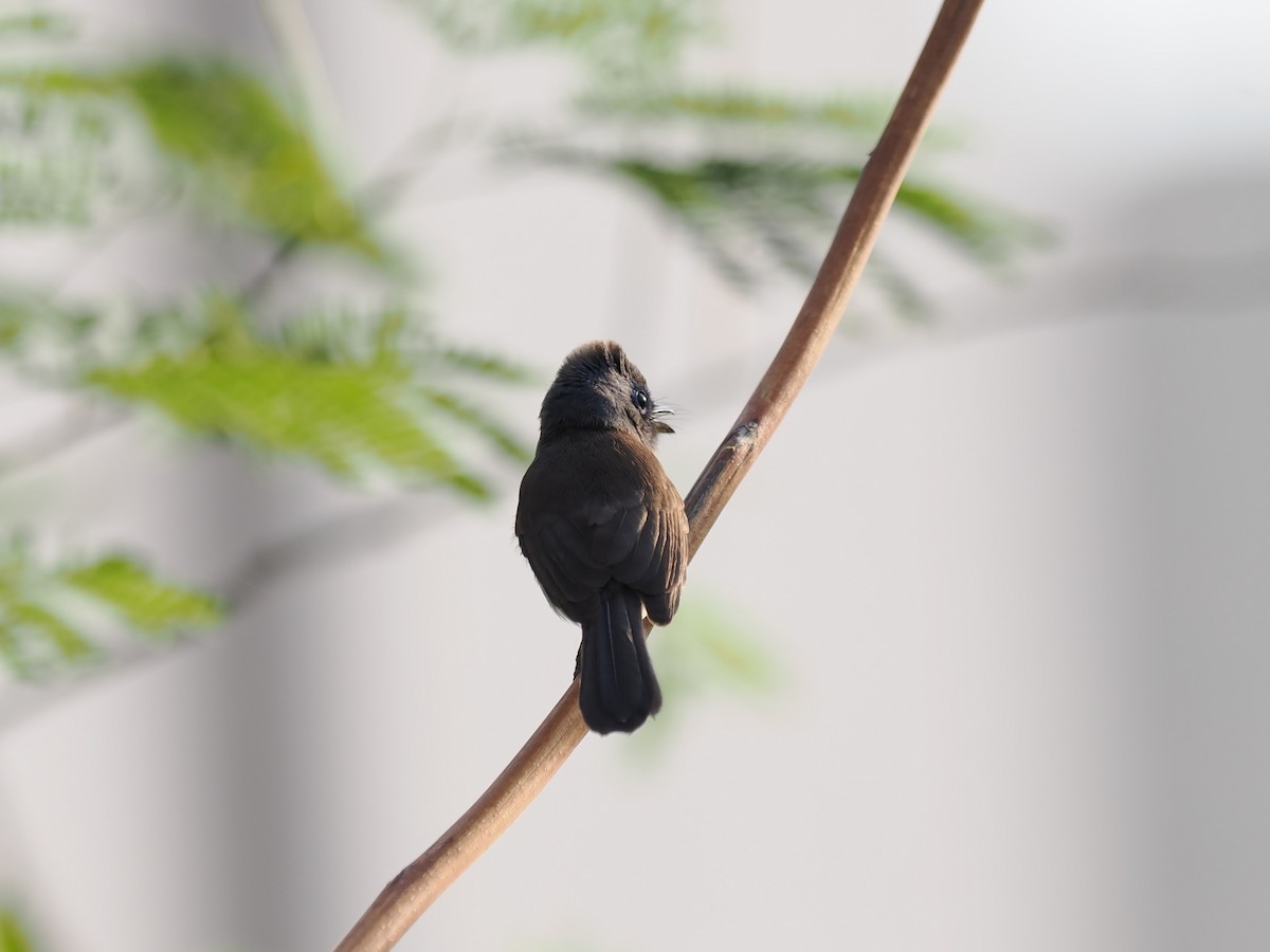 Black-naped Monarch - ML647069158