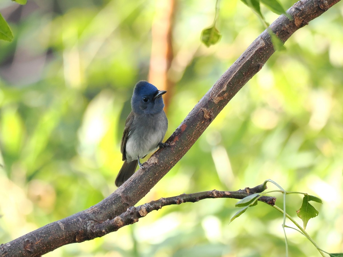 Black-naped Monarch - ML647069163