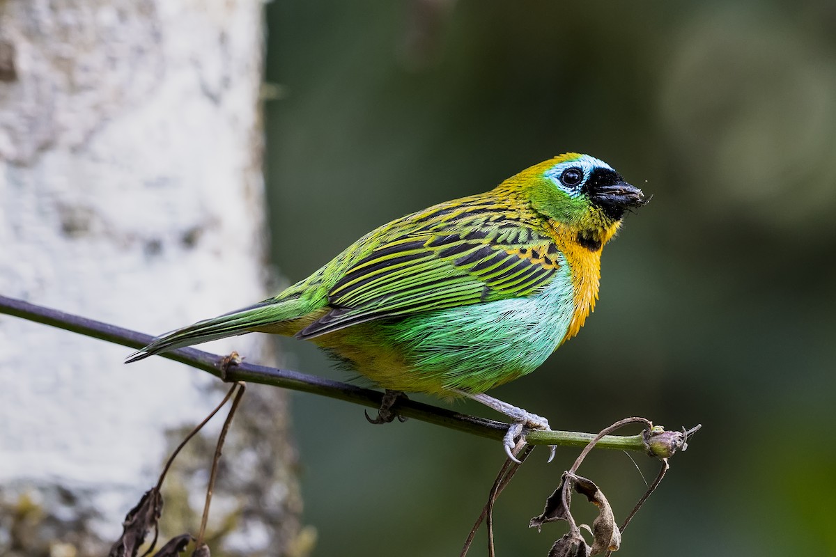 ヤイロフウキンチョウ - ML647069164