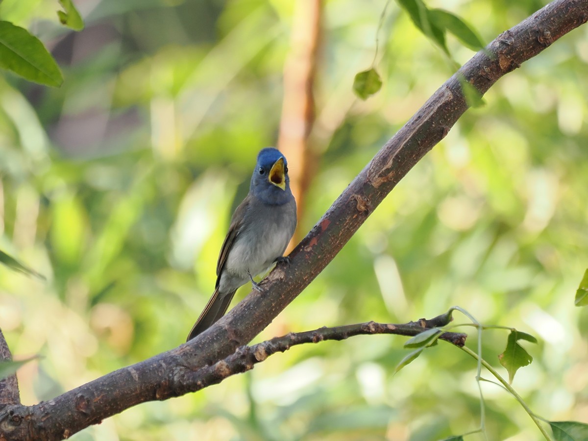 Black-naped Monarch - ML647069172