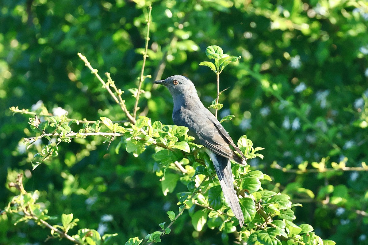 Кукавка мала - ML647069176