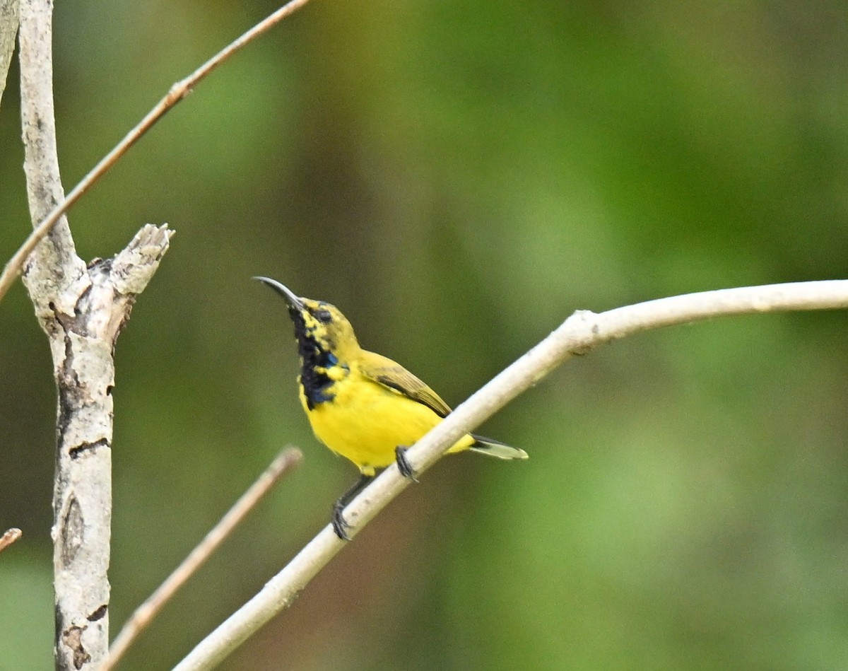 strdimil zdobený - ML647069179