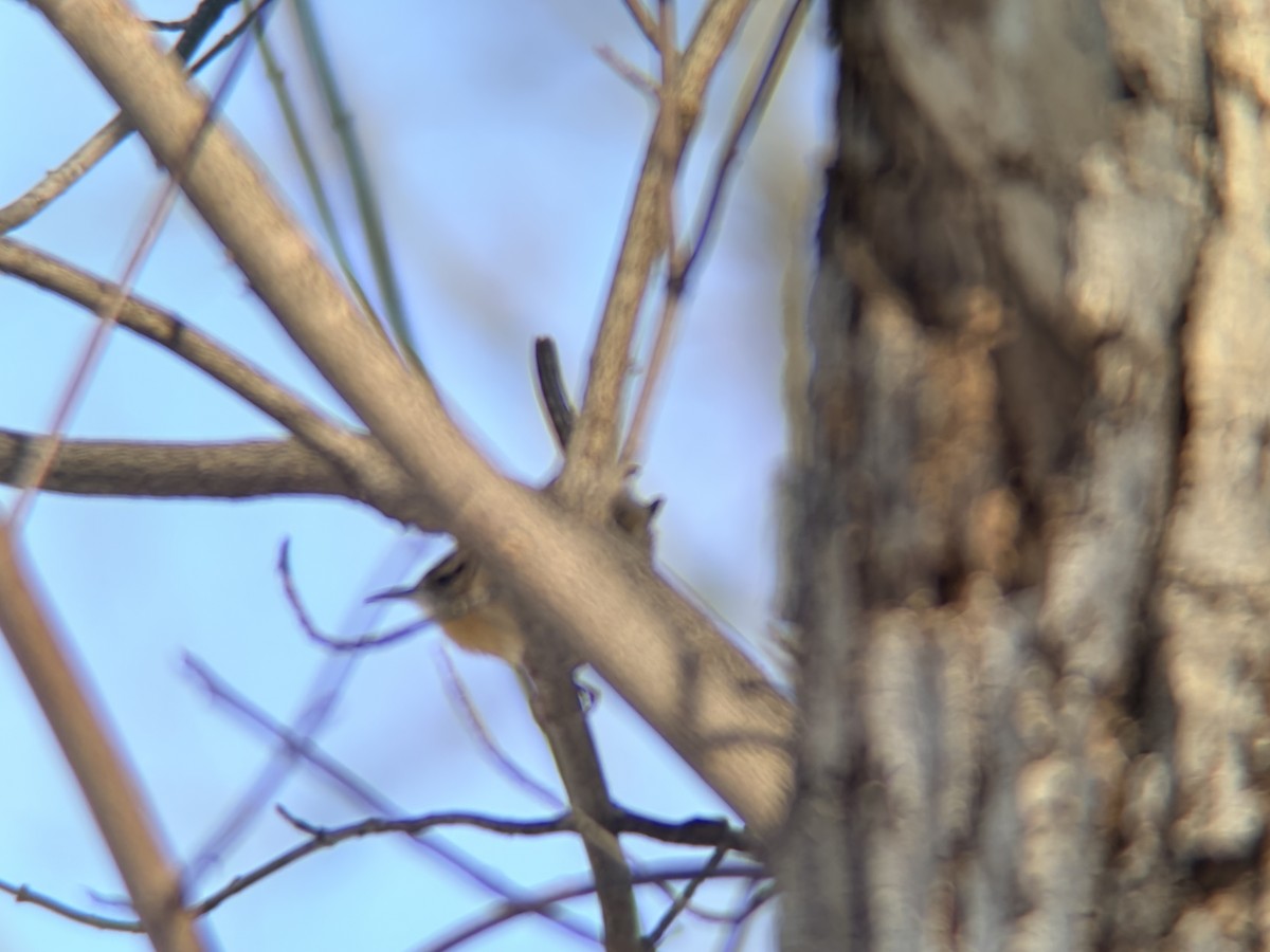 Altın İskete - ML647069180