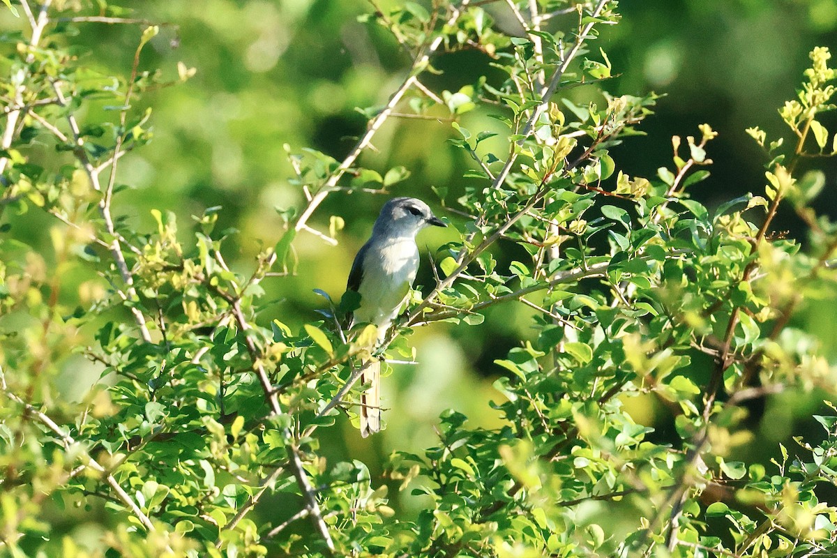 Zwergmennigvogel - ML647069186