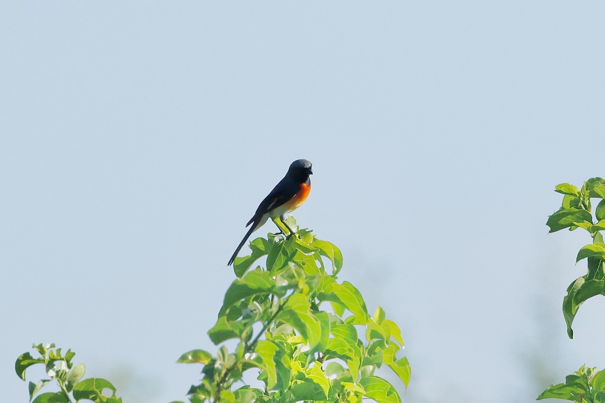 Zwergmennigvogel - ML647069190