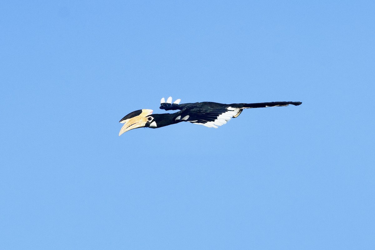 Malabar Pied-Hornbill - ML647069200