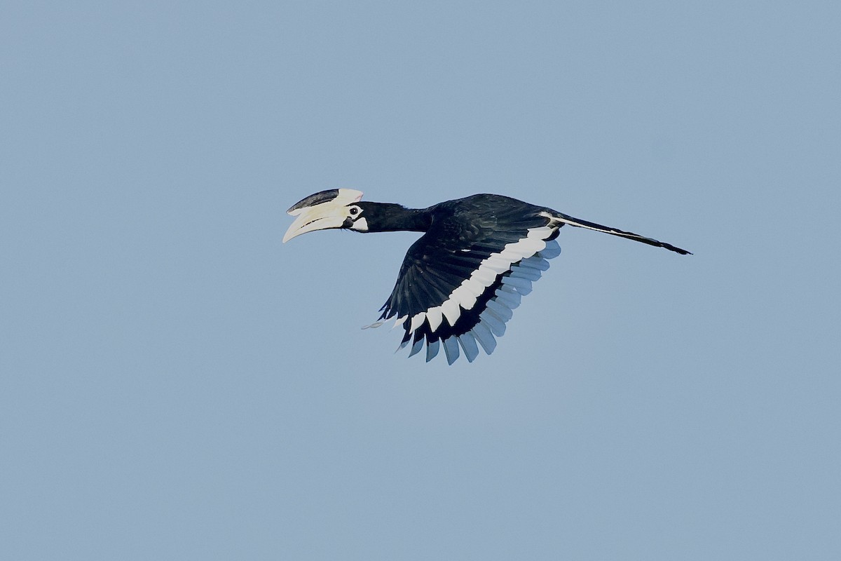 Malabar Pied-Hornbill - ML647069202