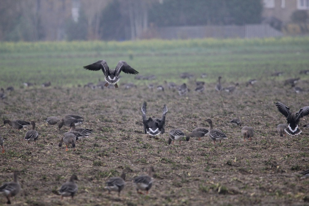 Oie de la toundra - ML647069209